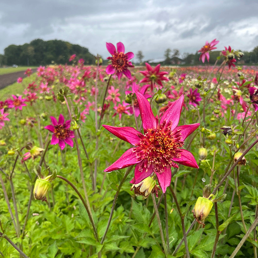Sarah Raven Dahlia Pink Starfish Dahlienknolle 1 Knolle pink