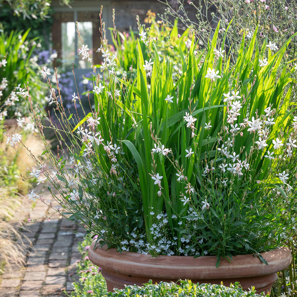 Sarah Raven Plants Gaura Flamingo White Pflanze 3x9cm trockenfest