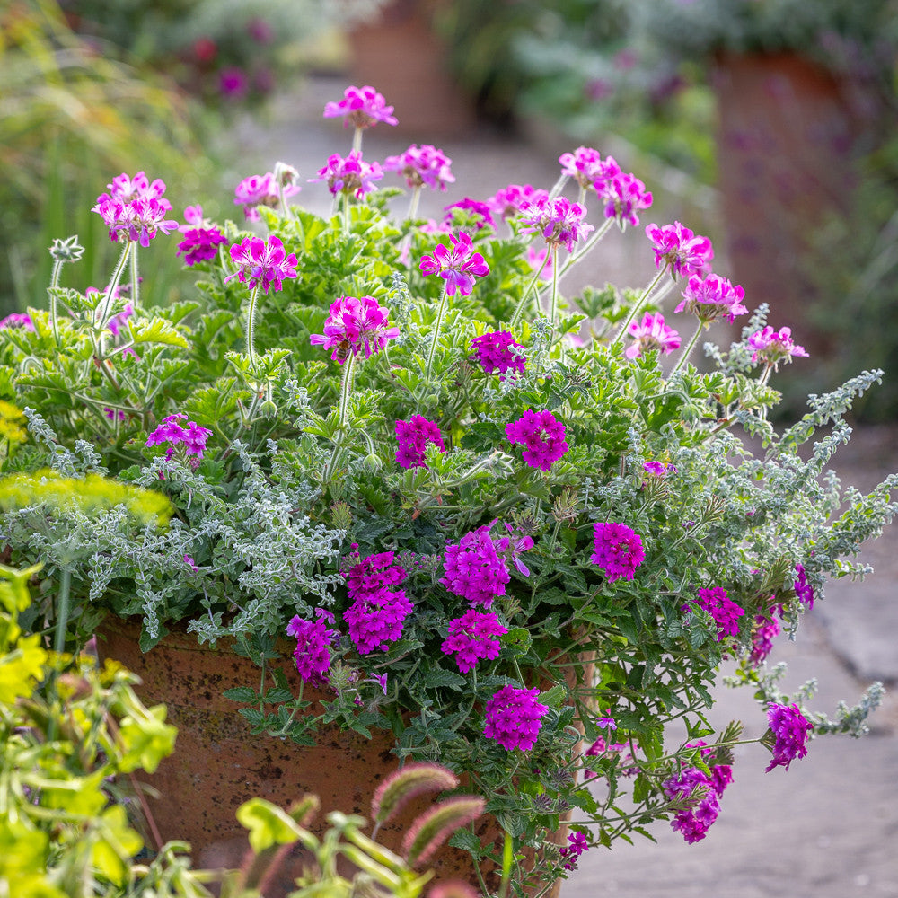 Sarah Raven Plants Pink Velvet Kollektion 9x9cm Balkon