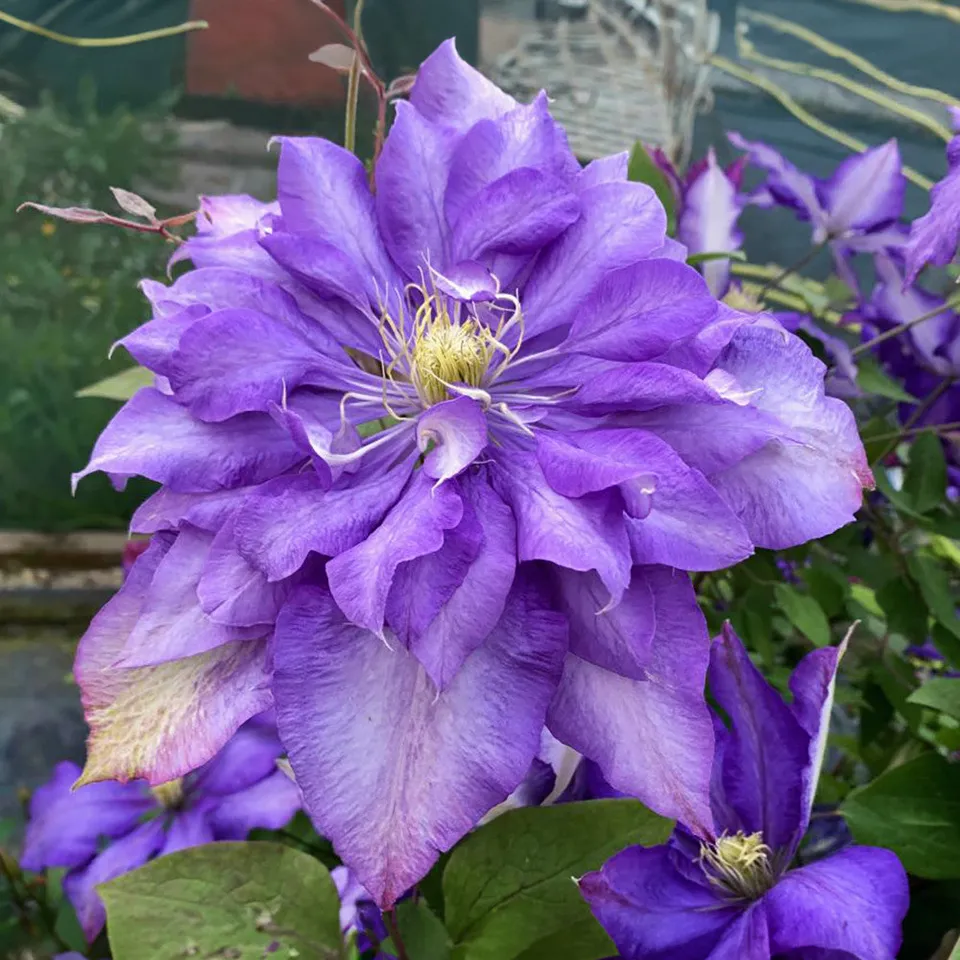 Sarah Raven Plants Clematis Daniel Deronda Pflanze 2-Liter-Topf lila
