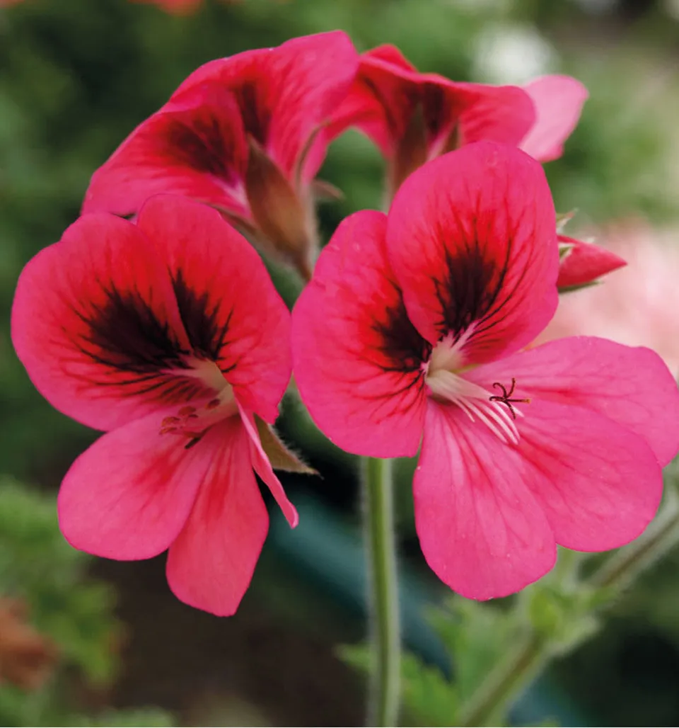 Sarah Raven Plants Pelargonium Pink Aurore Pflanze 3x9cm langblühend