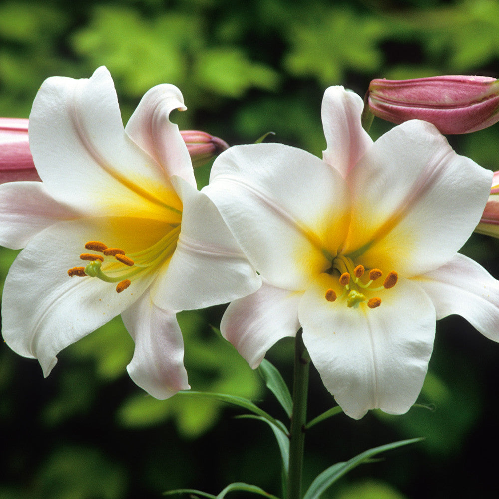 Sarah Raven Bulbs Lilium regale Blumenzwiebeln 3 Stück duftend