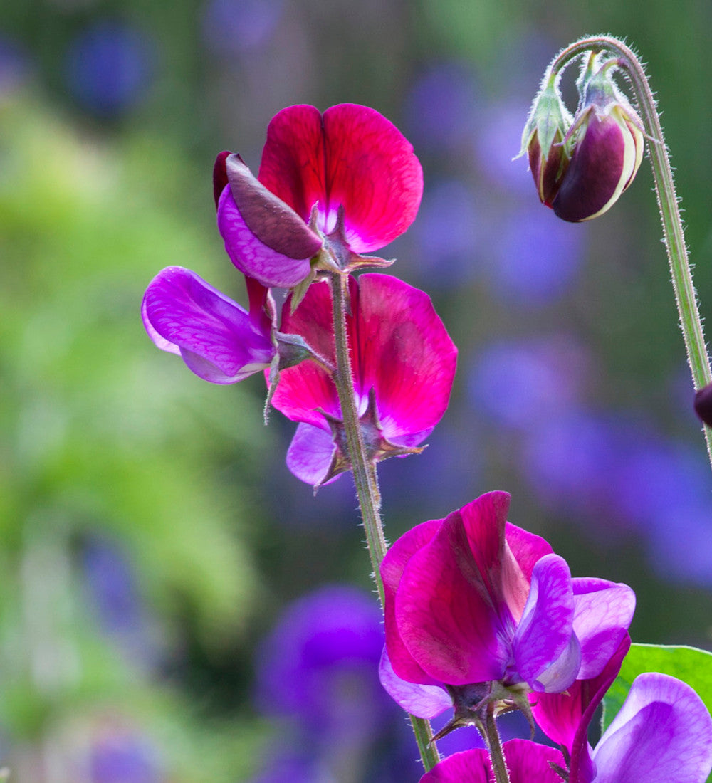 Sarah Raven Seeds Sweet Peas Blumensamen 6 Tüten Duft