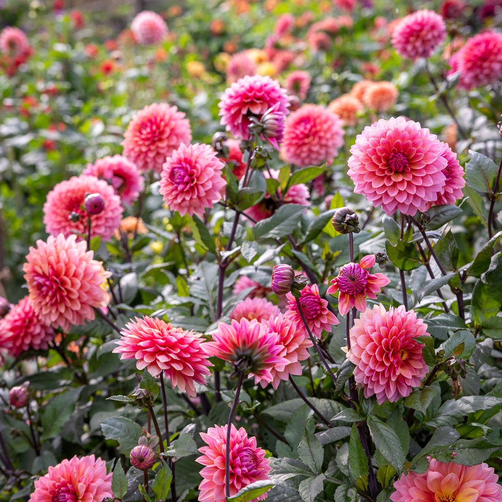 Sarah Raven Bulbs Dahlia Sweet Sanne Dahlienknolle 1 Knolle rosa