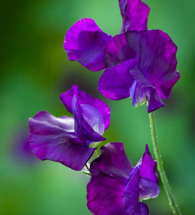 Sarah Raven Plants Sweet Pea Blue Velvet Duftwicke 4 Jungpflanzen blau