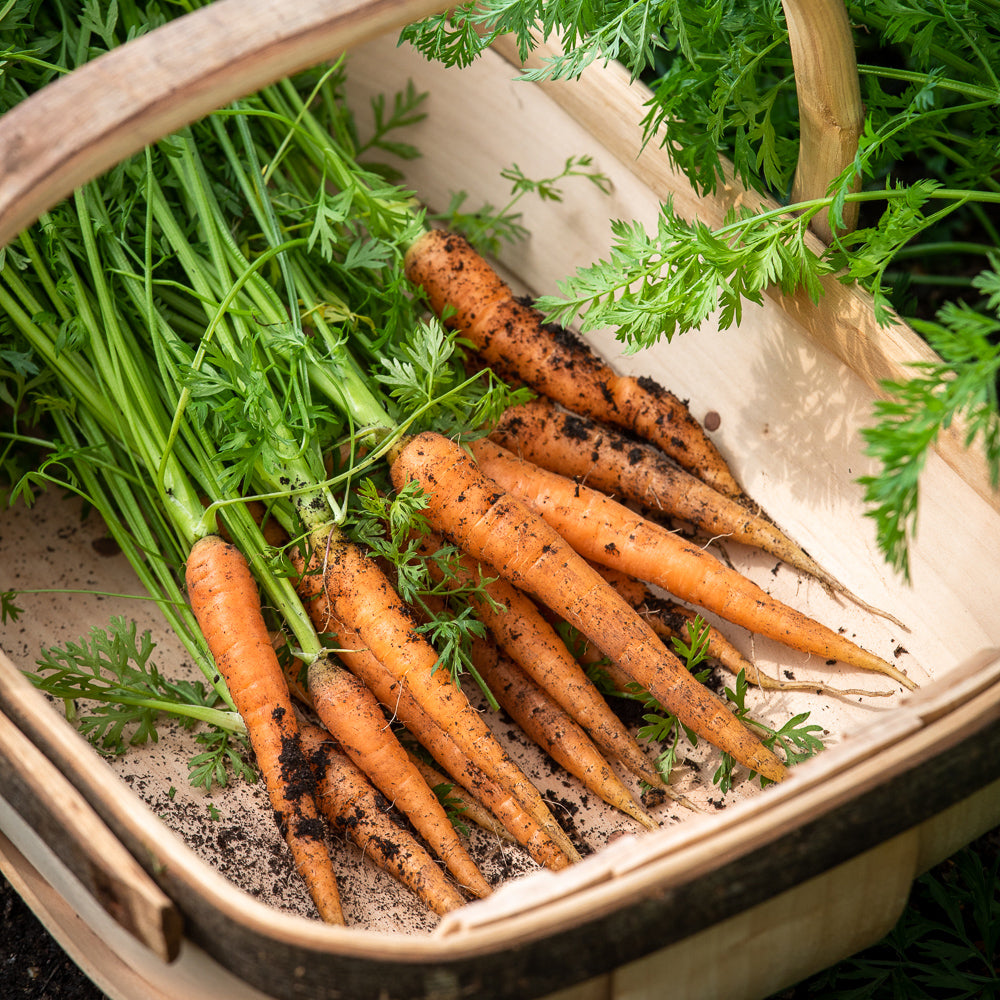 Sarah Raven Seeds Fuss Free Easy Veg Samen 3x6m Saatband Set