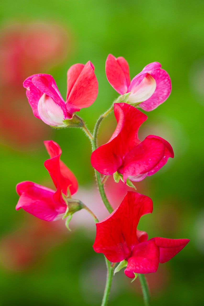 Sarah Raven Seeds Sweet Peas Blumensamen 6 Packungen Duft