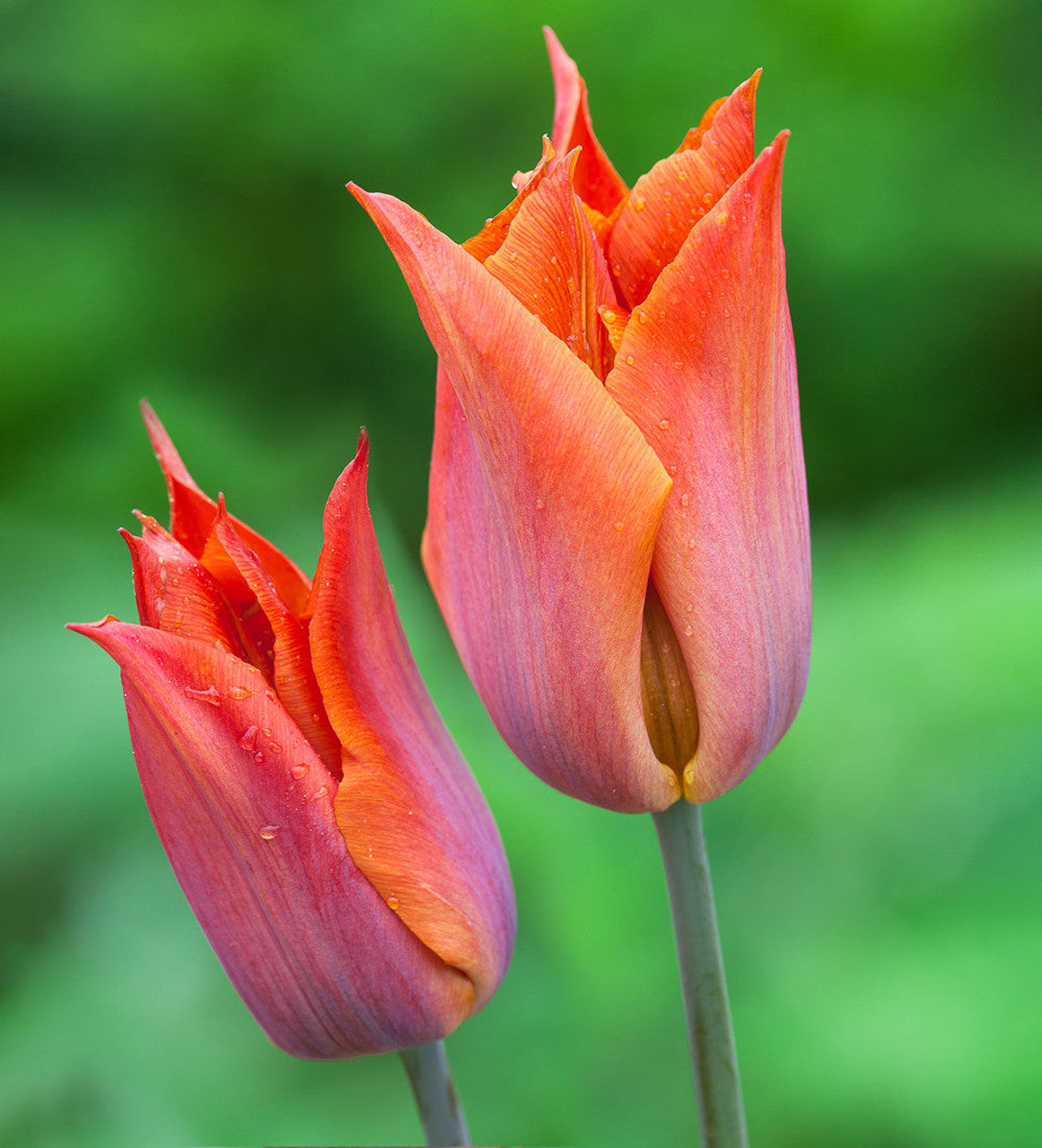 Sarah Raven Bulbs Boiled Sweet Tulpen Blumenzwiebeln 20 Stück