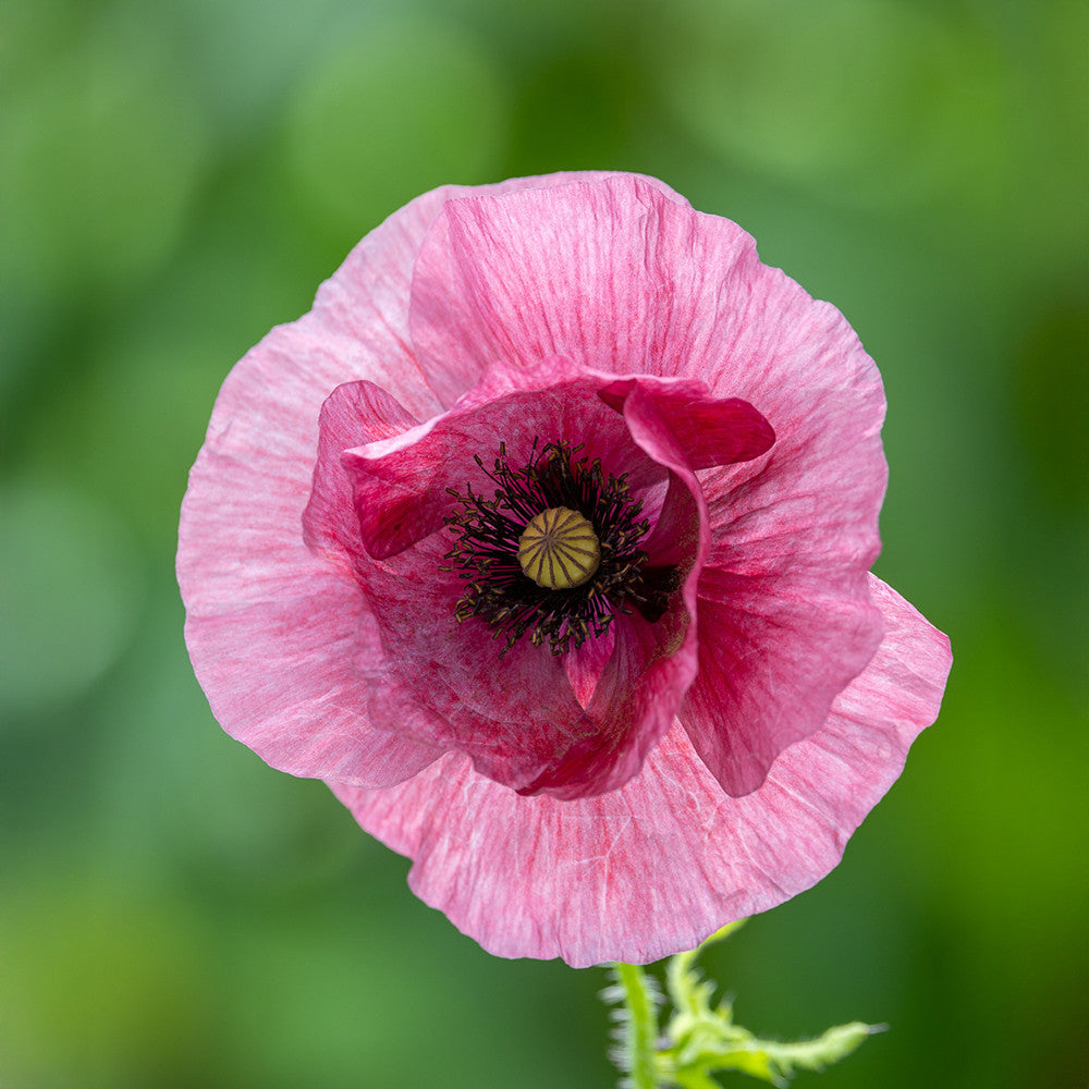 Sarah Raven Seeds Papaver Pandora Mohnsamen 500 Samen