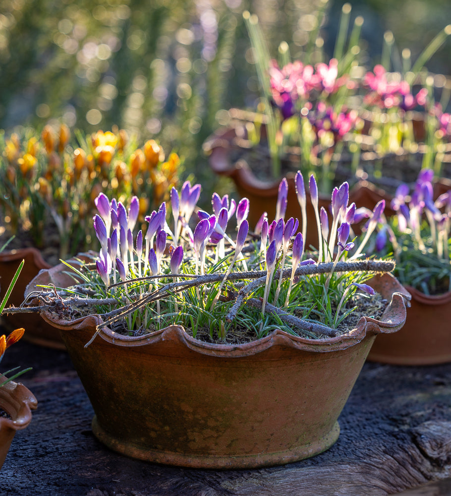 Sarah Raven Bulbs Crocus Februartöpfe Kollektion 80 Knollen bunt