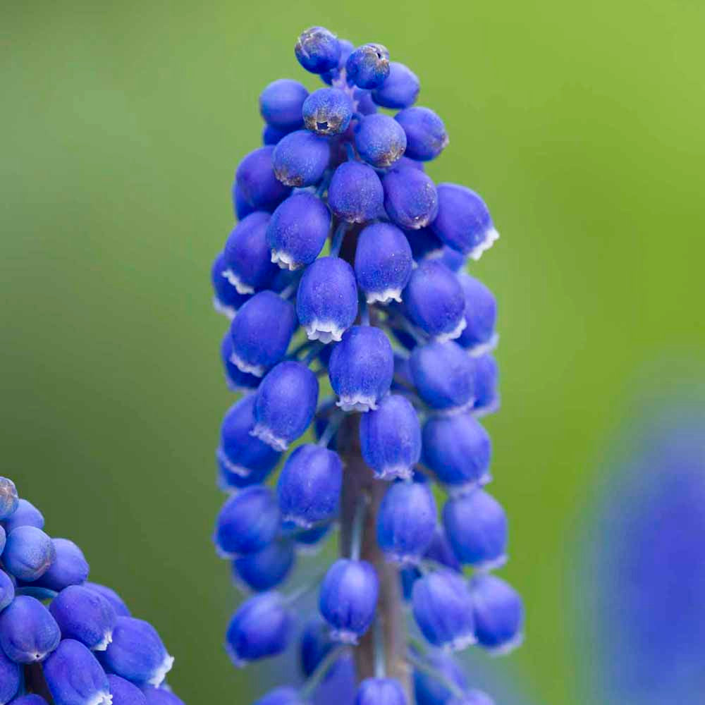 Sarah Raven Bulbs Blue and White Spring Collection Blumenzwiebeln 60 Stück