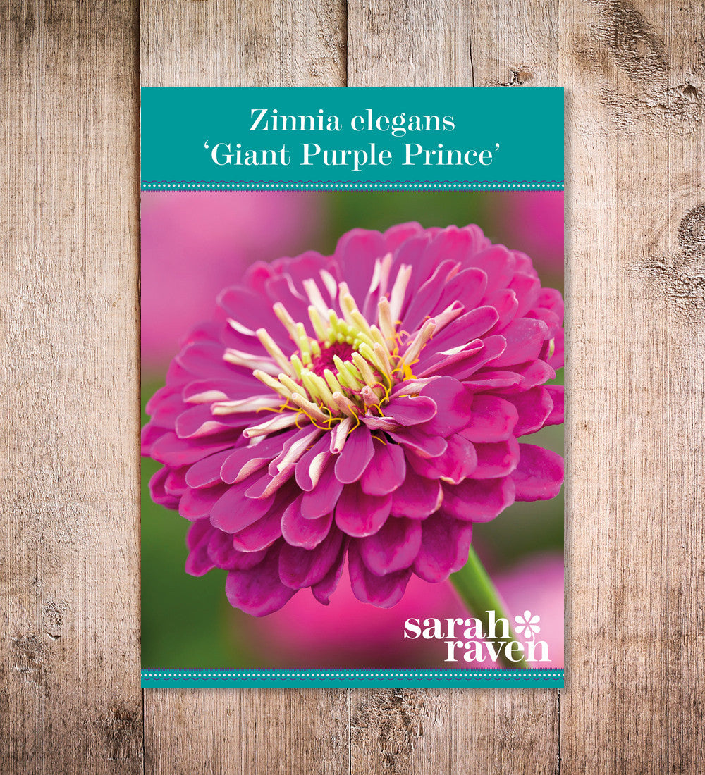 Sarah Raven Plants Zinnia Benary's Giant Purple 6x9cm Pink