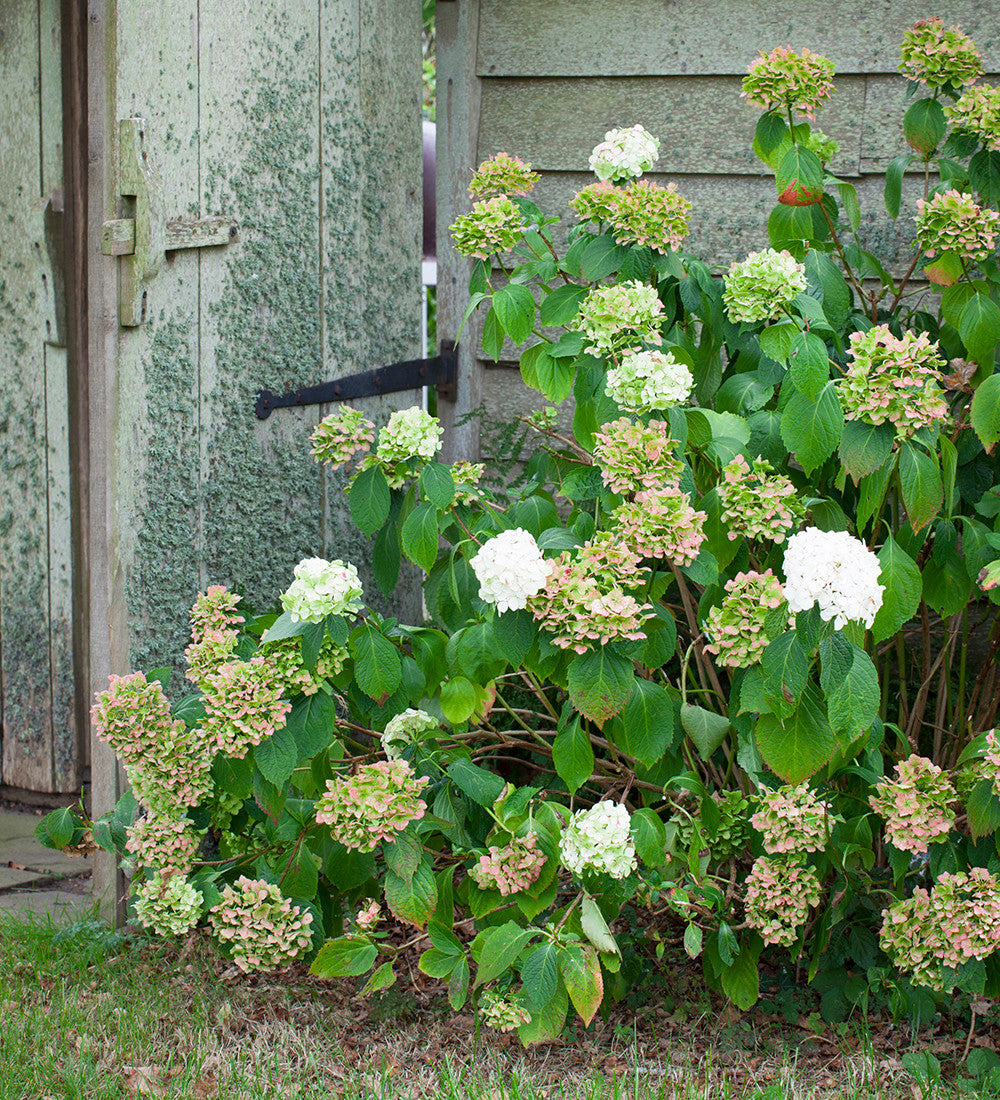 Sarah Raven Plants Hortensie Madame Emile Mouillère 2 Liter Topf weiß