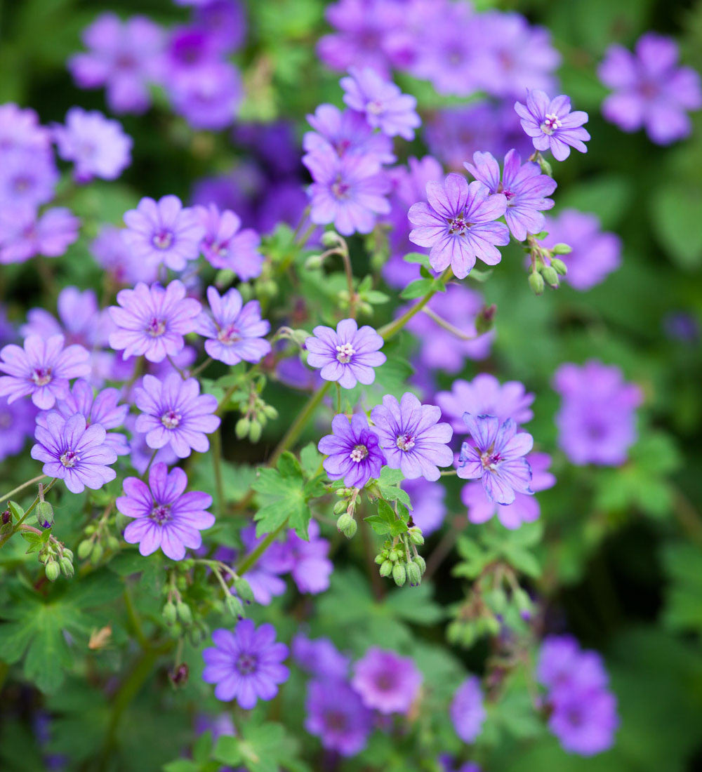Sarah Raven Plants Geranium Bill Wallis Pflanze 3x 9cm Topf