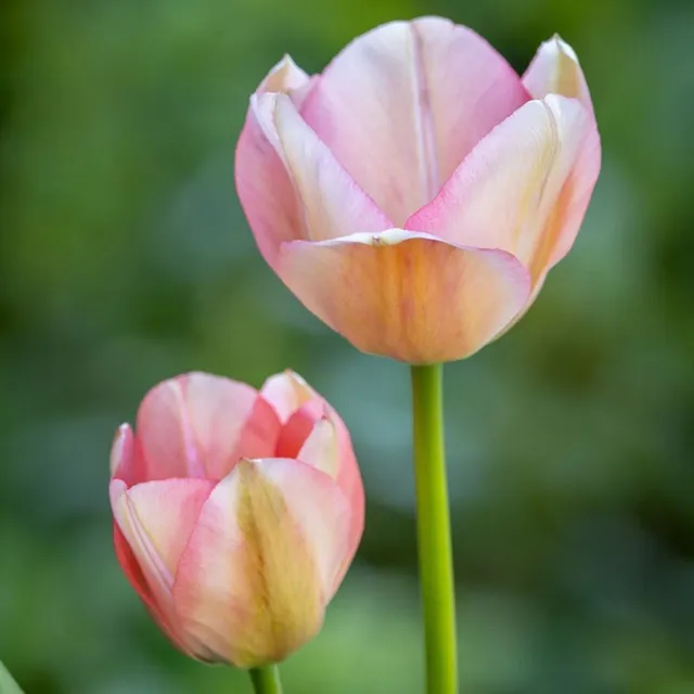 Sarah Raven Bulbs Tulpe Bella Blush Blumenzwiebel 10 Stück rosa