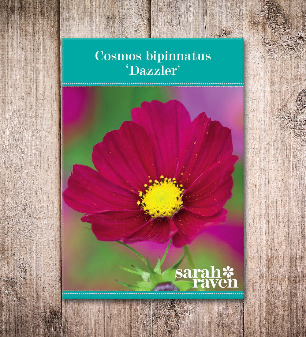 Sarah Raven Seeds Cosmos bipinnatus Dazzler 100 Samen karminrosa
