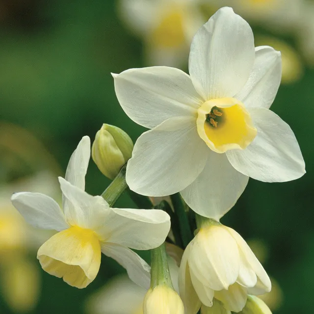 Sarah Raven Narcissus Silver Chimes Narzisse 10 Zwiebeln