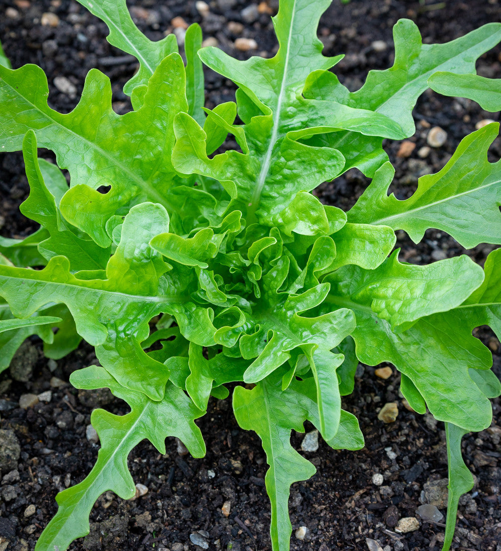Sarah Raven Seeds Asolo Lettuce Mix Salatsamen 500 Samen