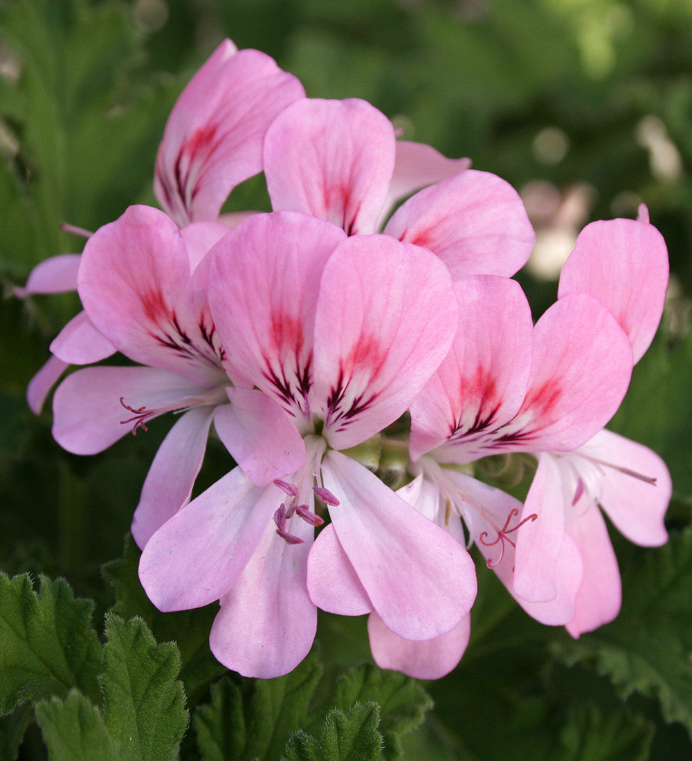 Sarah Raven Pelargonium Collection Geranien 6x 9cm Töpfe Duft