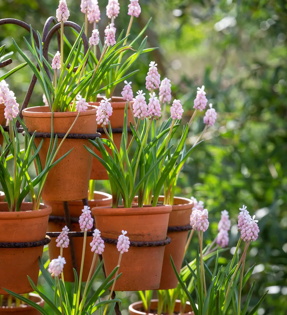 Sarah Raven Muscari Pink Sunrise Blumenzwiebeln 20 Stück rosa