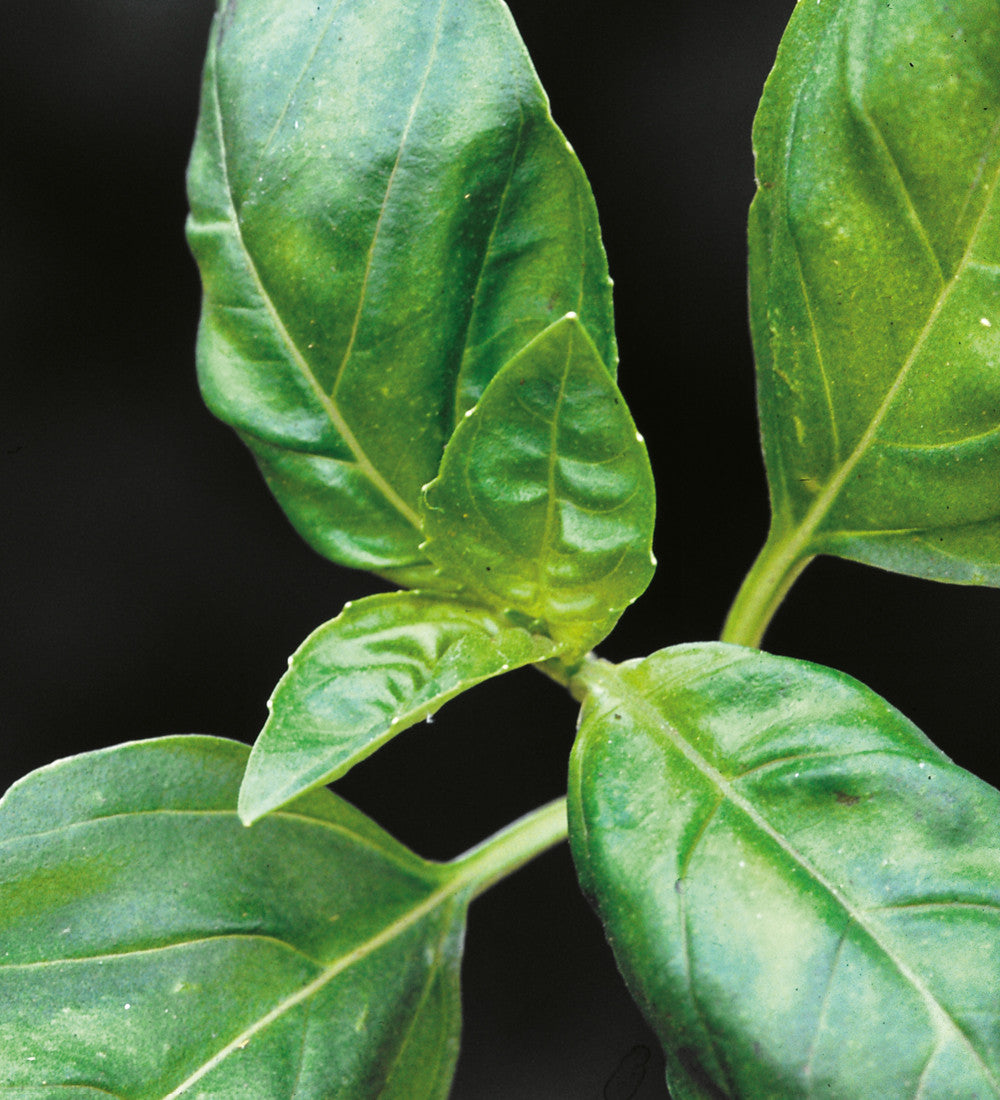 Sarah Raven Seeds Basil Collection Basilikumsamen 2 Tüten Sweet Red