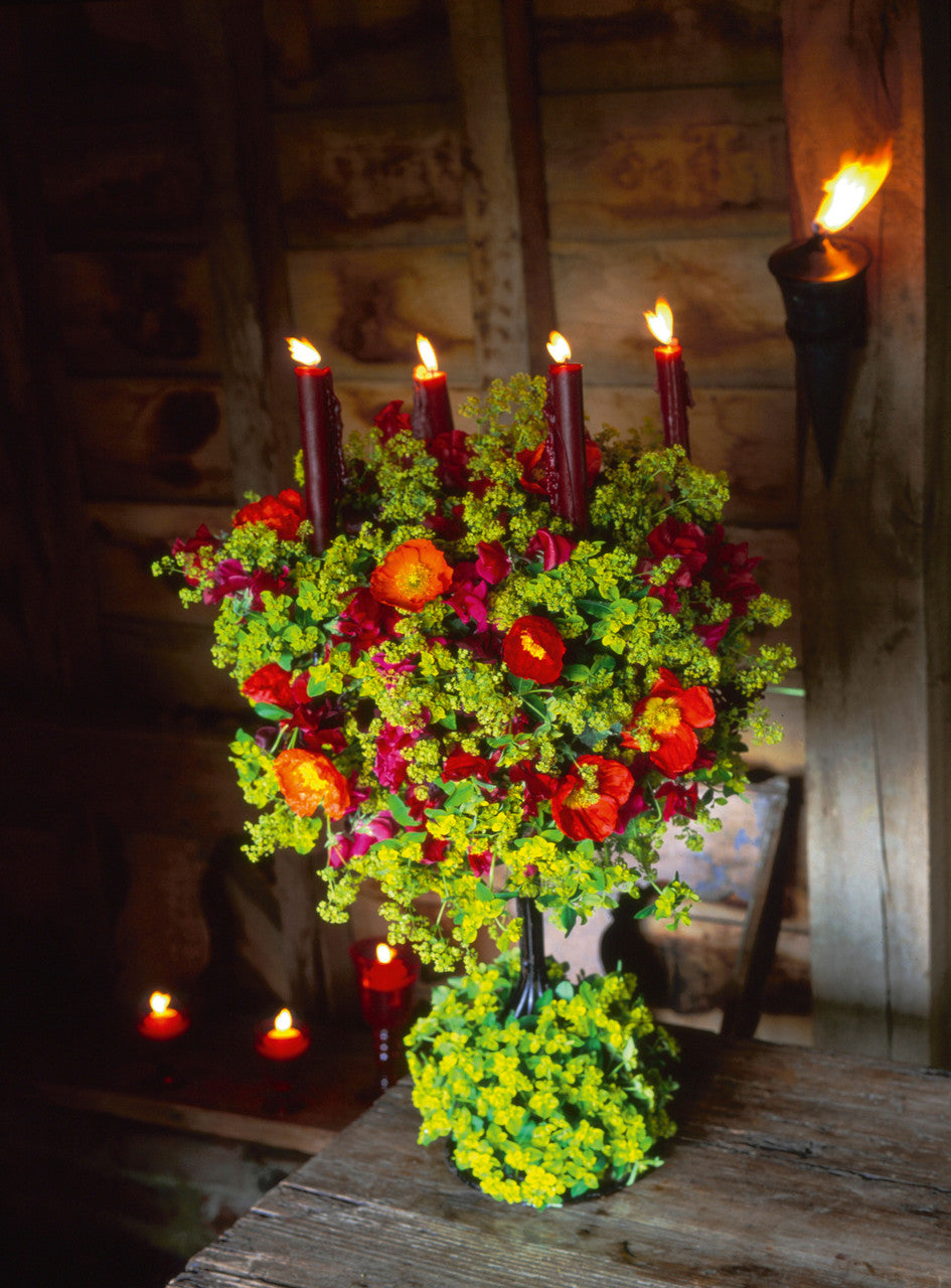 Sarah Raven Plants Euphorbia oblongata 45 Samen Grün