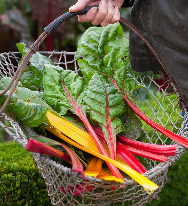 Sarah Raven Seeds Mangold Bright Lights Samen 100 Stück bunt