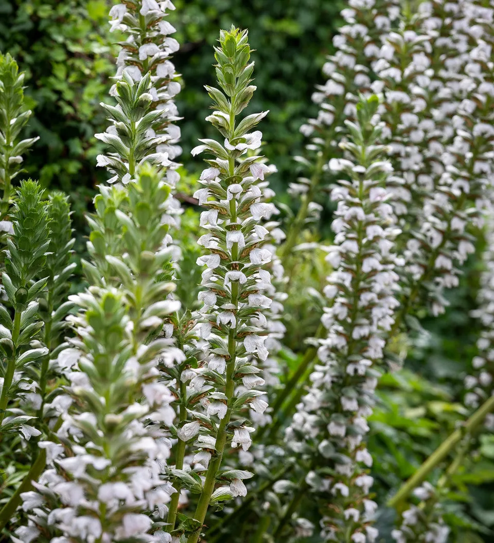 Sarah Raven Acanthus mollis Rue Ledan Staude 3x 9cm weiß