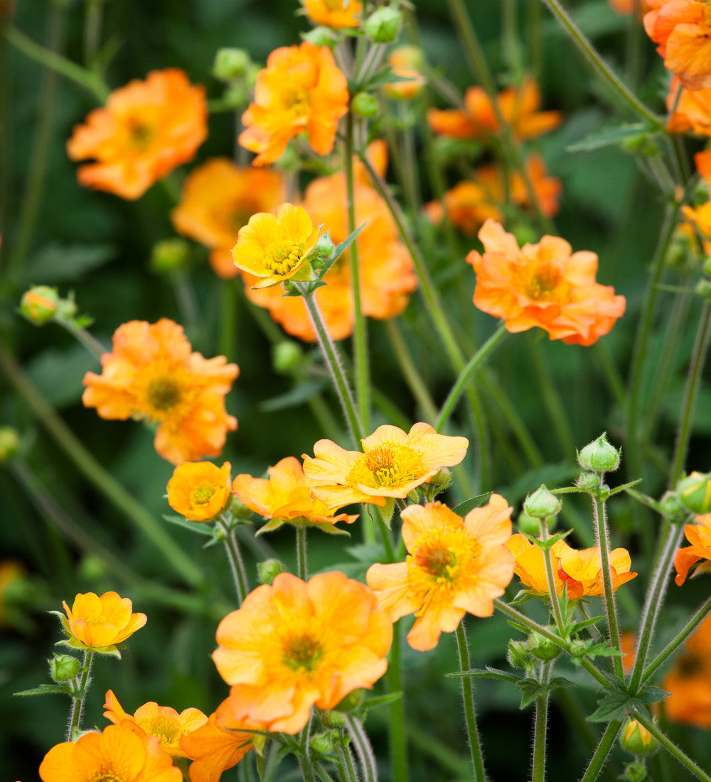 Sarah Raven Geum Totally Tangerine Staude 3x9cm Topf