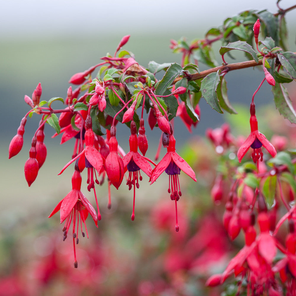 Sarah Raven Fuchsia Riccartonii Strauch 1x 2 Liter Topf Hecke
