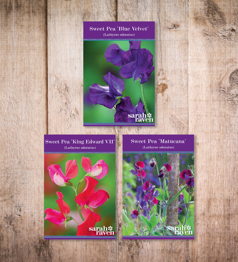 Sarah Raven Sweet Pea Collection Blumensamen 3 Packungen duftend
