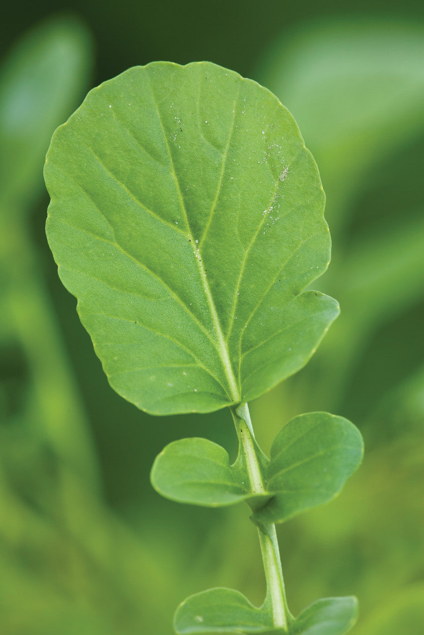 Sarah Raven Seeds American Land Cress Samen 1000 Samen Salat