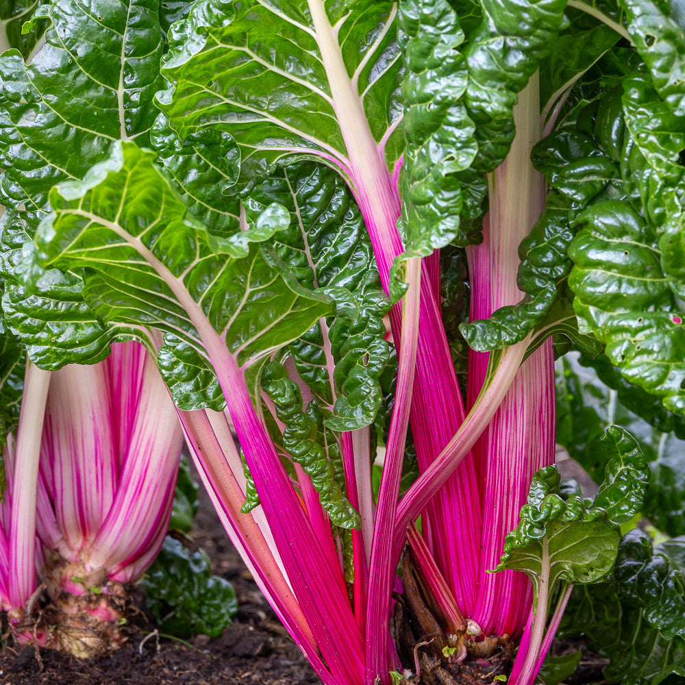 Sarah Raven Seeds Chard Peppermint Stick Samen 100 Samen zweifarbig