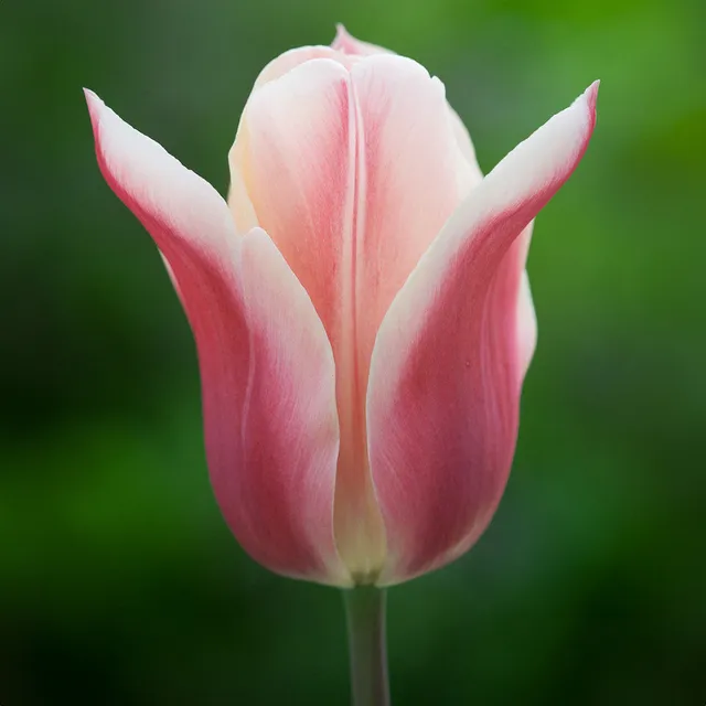 Sarah Raven Bulbs Tulip Sanne Blumenzwiebeln 10 Stück apricot