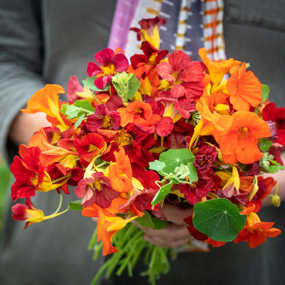 Sarah Raven Nasturtium Collection Kapuzinerkresse 30 Samen