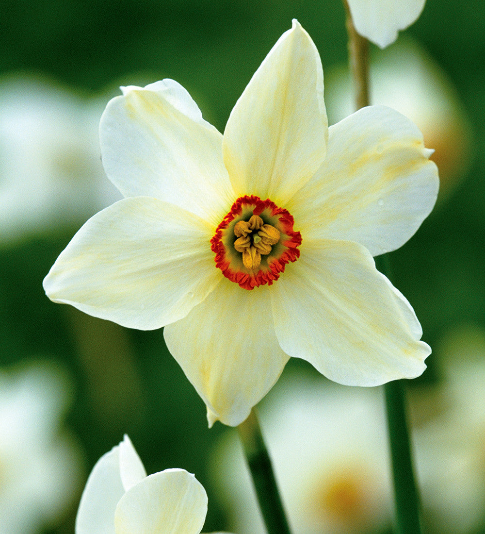 Sarah Raven Bulbs Pheasants Eye Narzissen Blumenzwiebeln 30 Stück