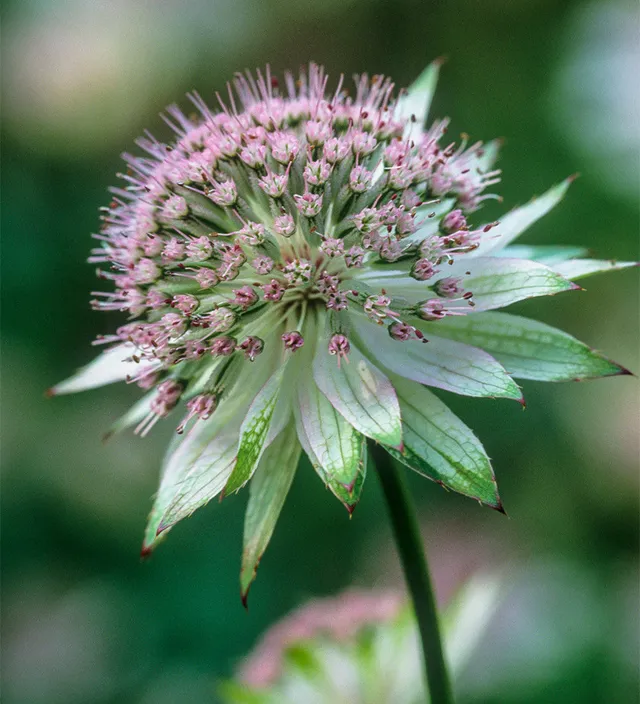 Sarah Raven Plants Astrantia Buckland Staude 3x9cm rosa-weiß