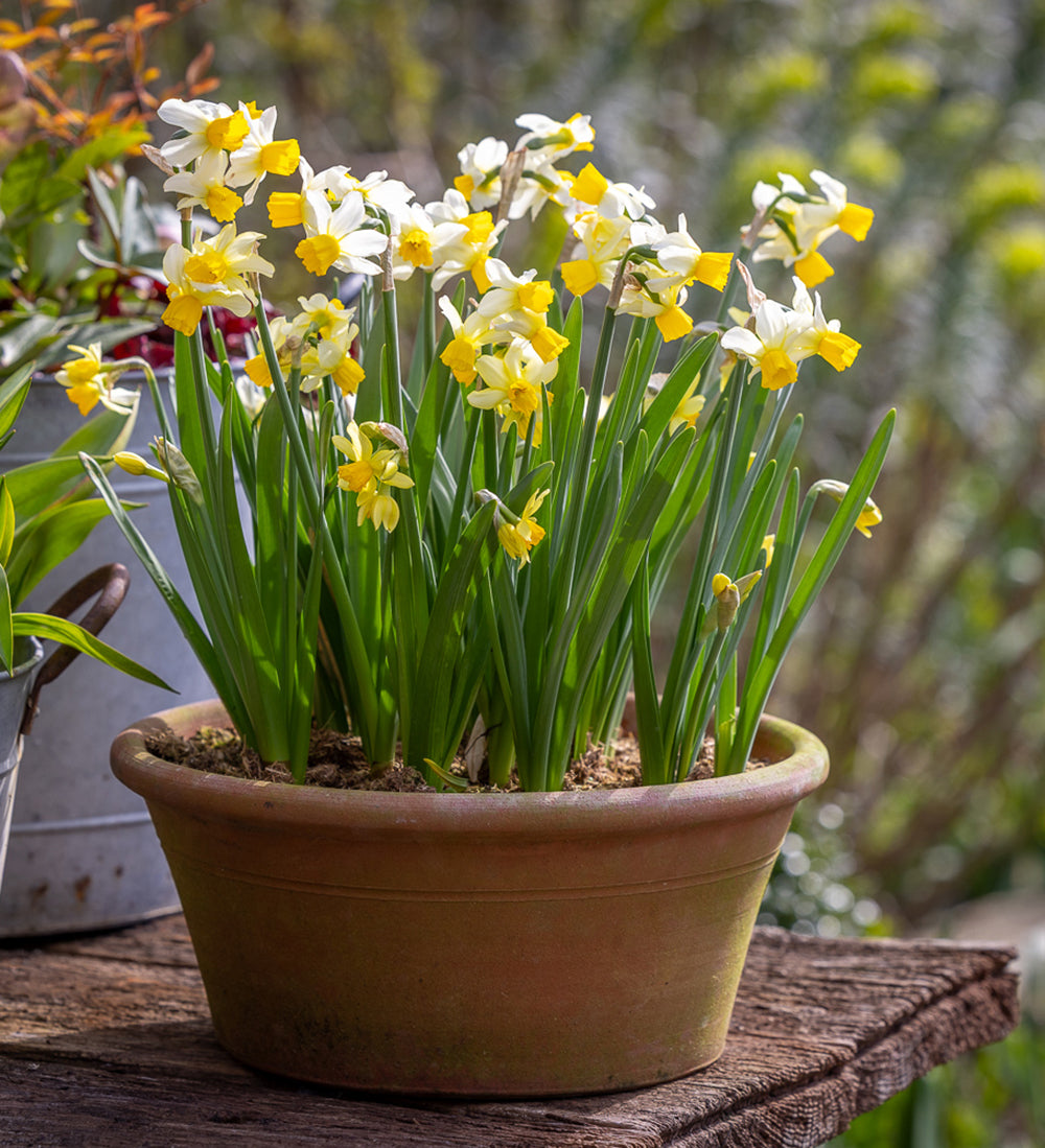 Sarah Raven Narcissus Eaton Song Blumenzwiebeln 15 Stück weiß