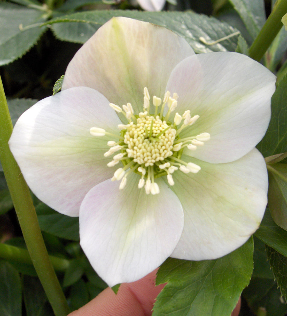 Sarah Raven Plants Helleborus Pretty Ellen White Pflanze 2L weiß