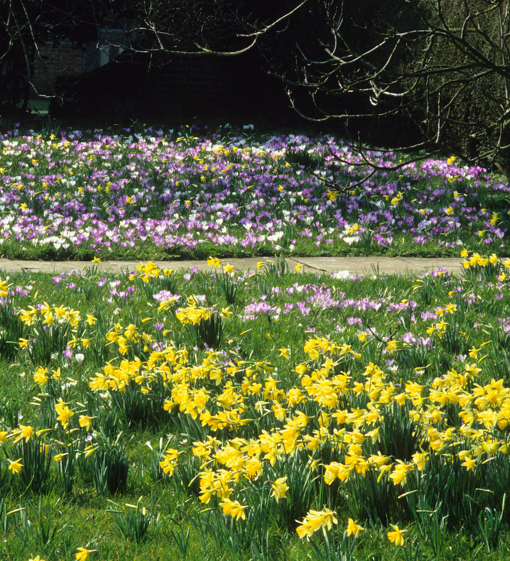 Sarah Raven Bulbs Naturalising Blumenzwiebeln-Kollektion 60 Stück Frühjahr