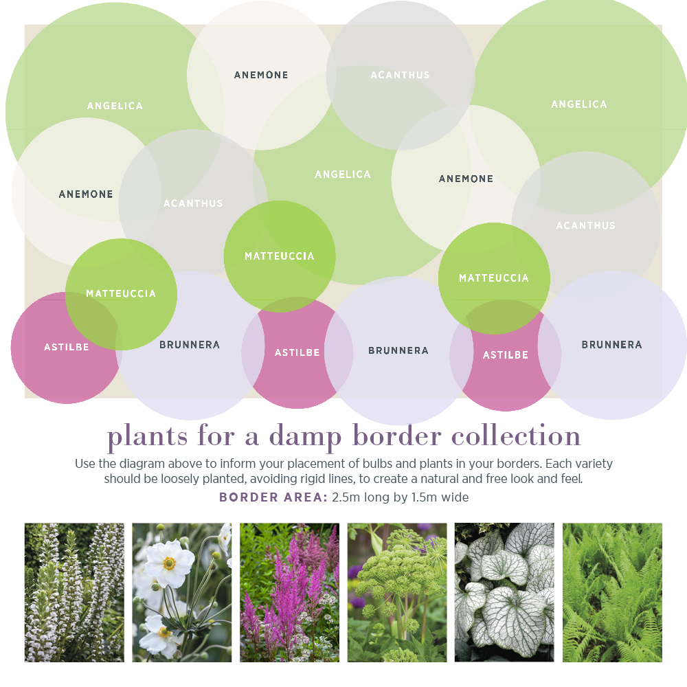 Sarah Raven Plants Damp Border Collection Stauden 18x9cm Schatten