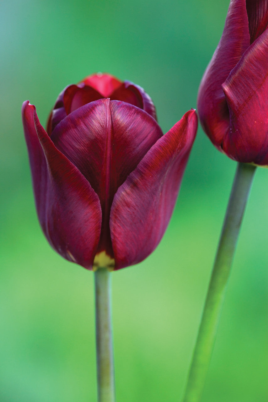 Sarah Raven Venetian Tulip Collection Tulpenzwiebeln 30 Stück April-Mai