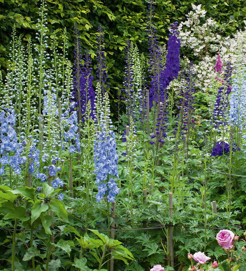Sarah Raven Plants Delphinium Border Collection Rittersporn 6x 9cm Töpfe