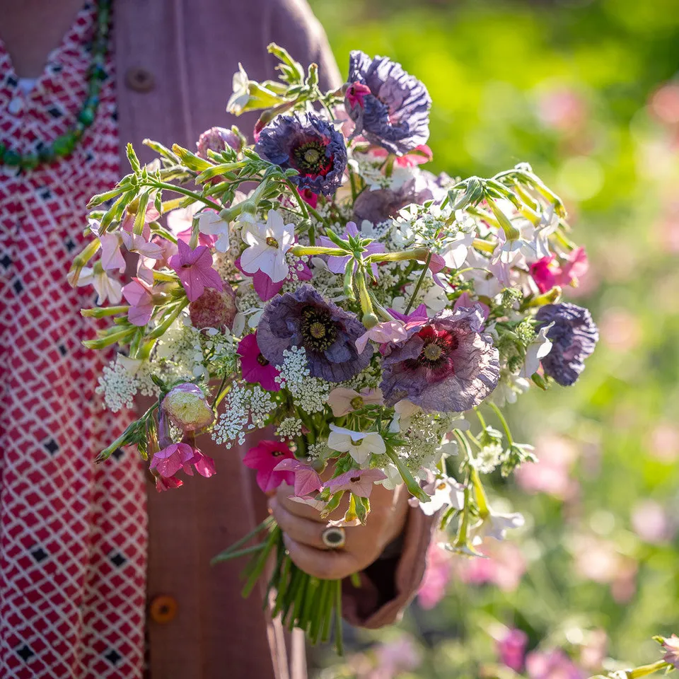 Sarah Raven Silver Lace Blumensamen 4 Tüten Einjährig