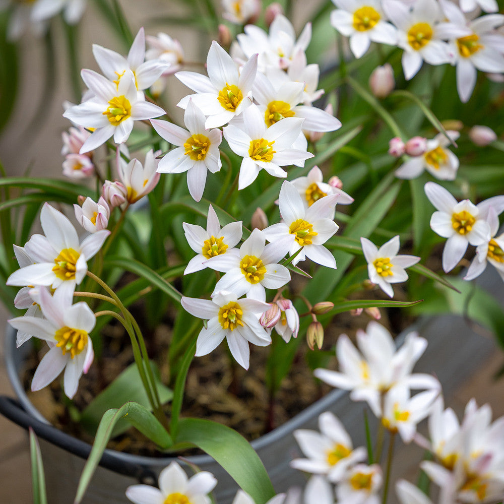 Sarah Raven Tulip cretica Hilde Blumenzwiebeln 10 Stück winterhart