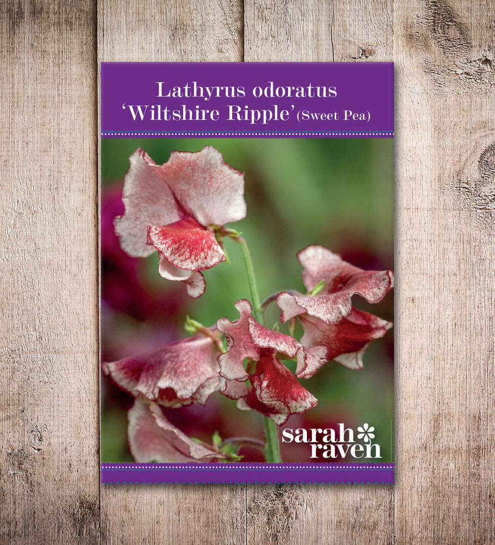 Sarah Raven Sweet Pea Wiltshire Ripple Samen 20 Stück duftend