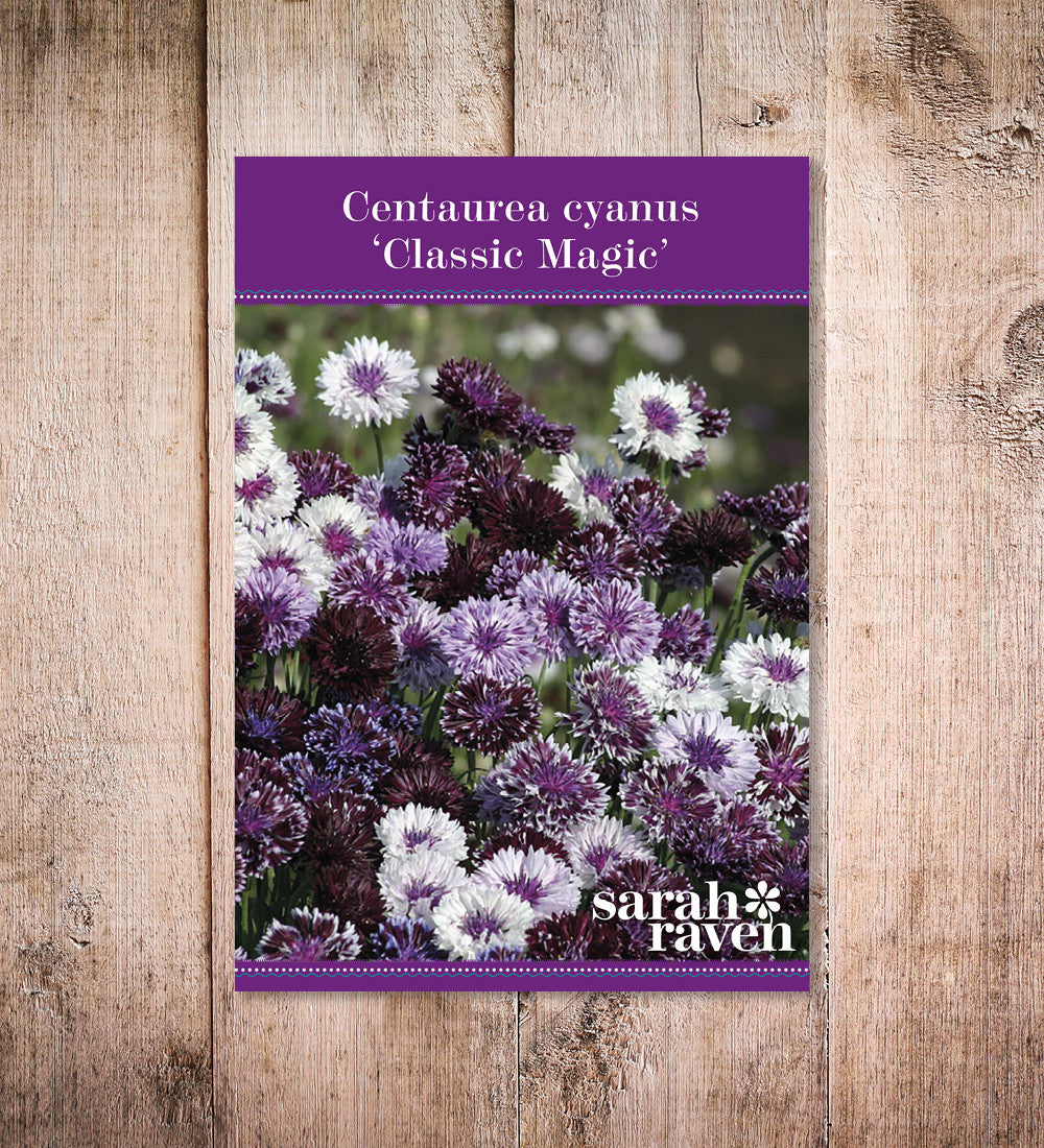 Sarah Raven Seeds Centaurea Classic Magic Kornblume 200 Samen