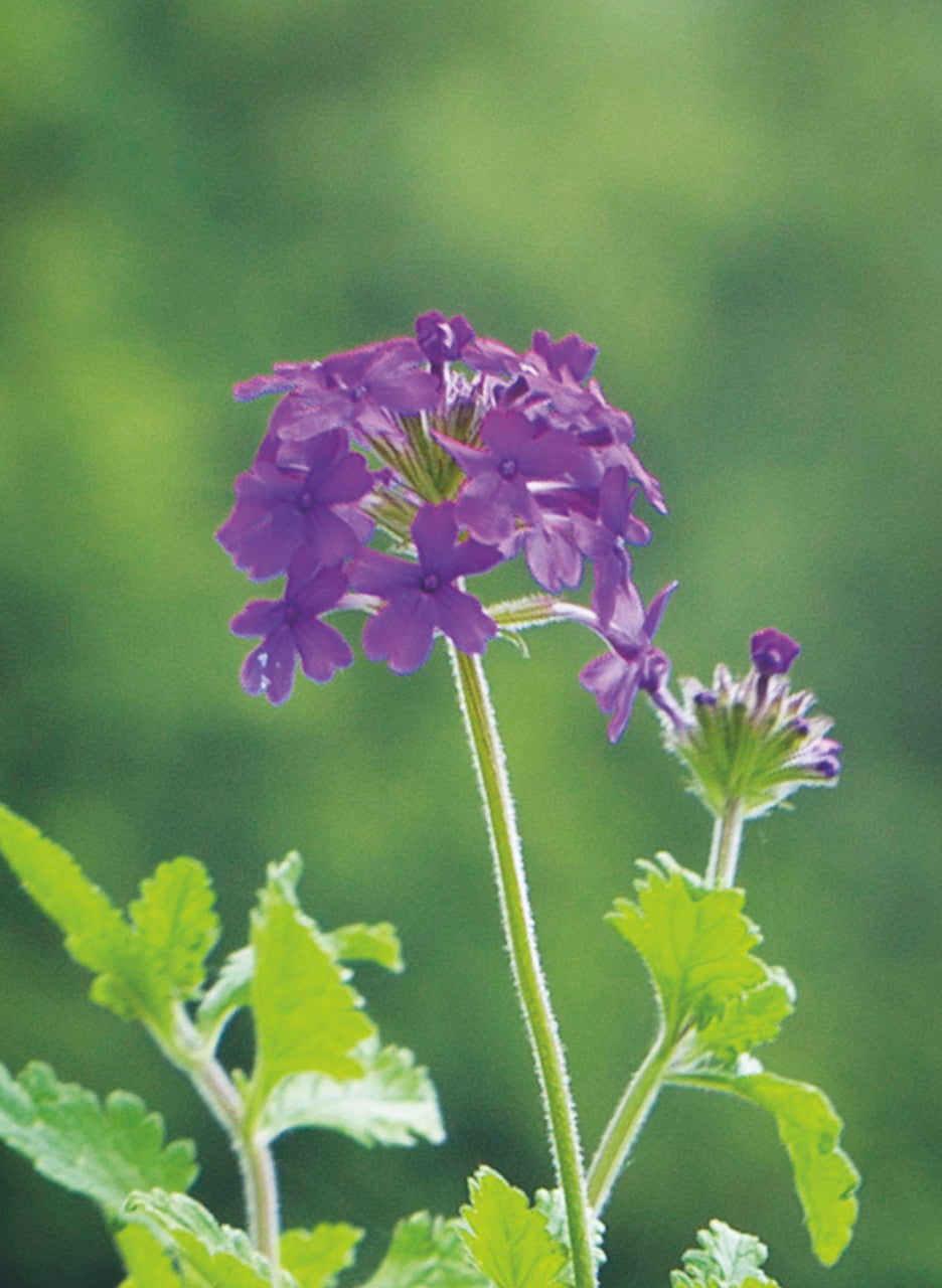 Sarah Raven Plants Verbena Collection Pflanzen 9 Töpfe hängend
