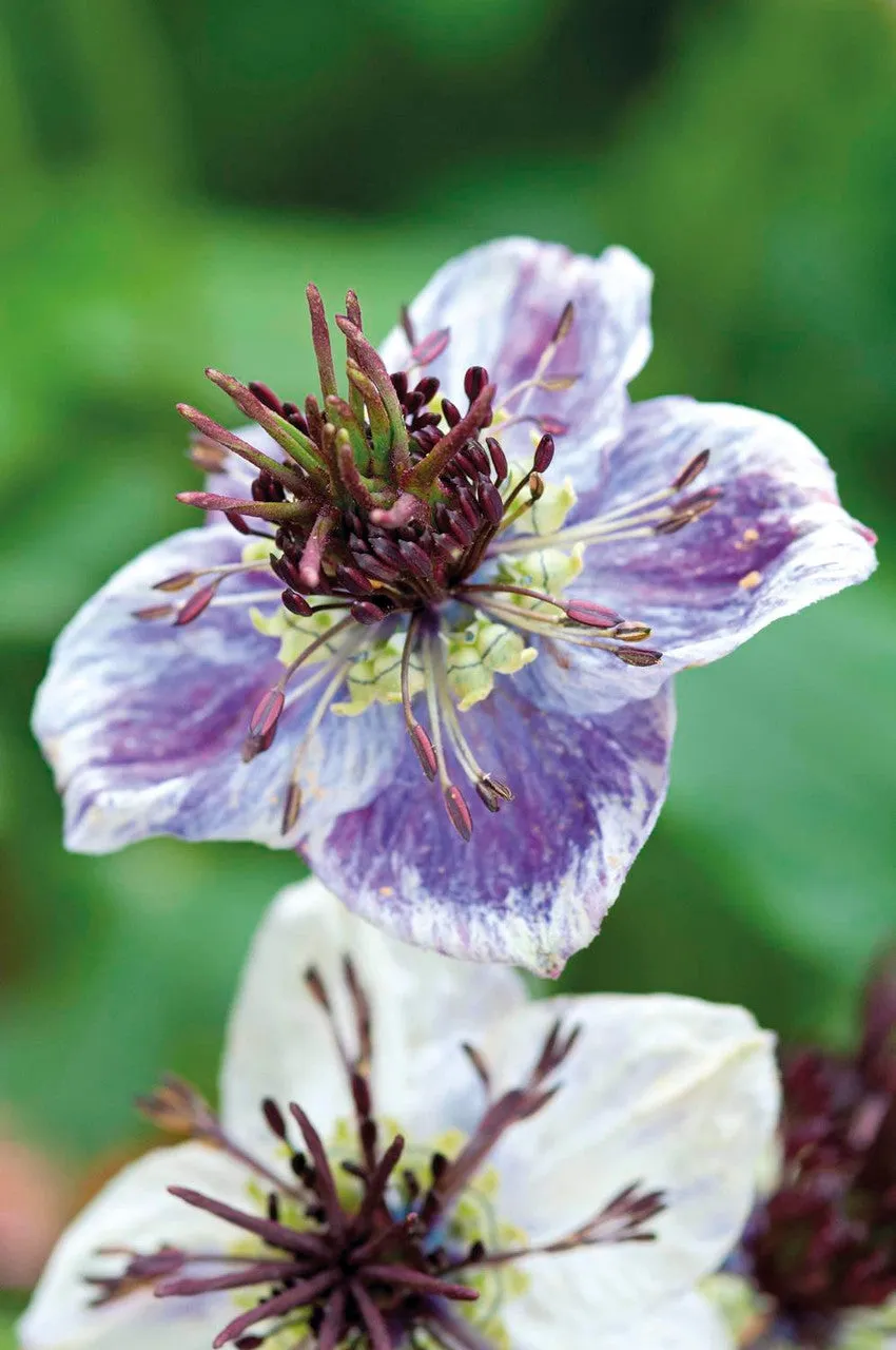 Sarah Raven Seeds Nigella Delft Blue Samen 200 Samen blau