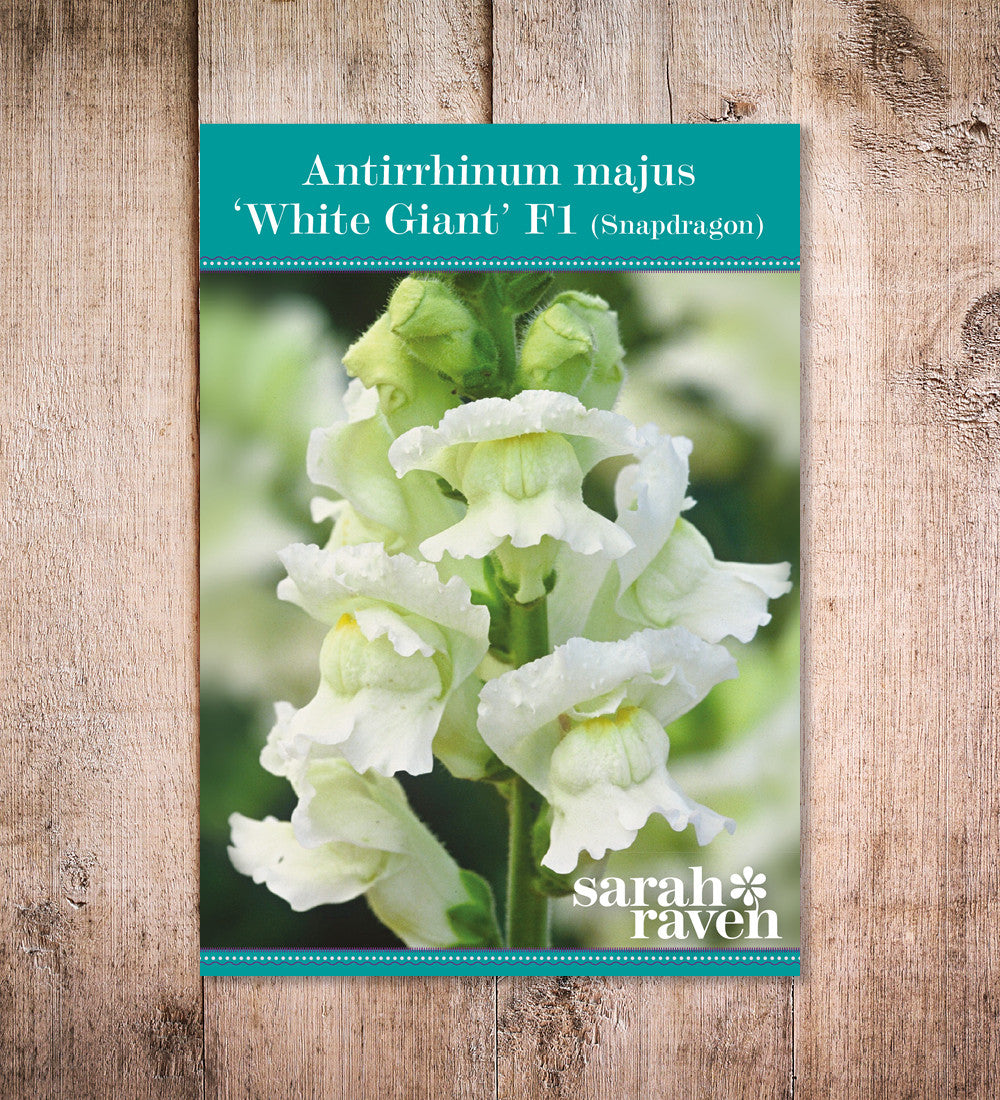 Sarah Raven Plants Antirrhinum White Giant F1 Pflanze 6x9cm weiß